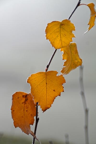 Herbstlaub